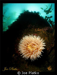 Shot of an anemone found off South Monastery Beach in Car... by Joe Platko 